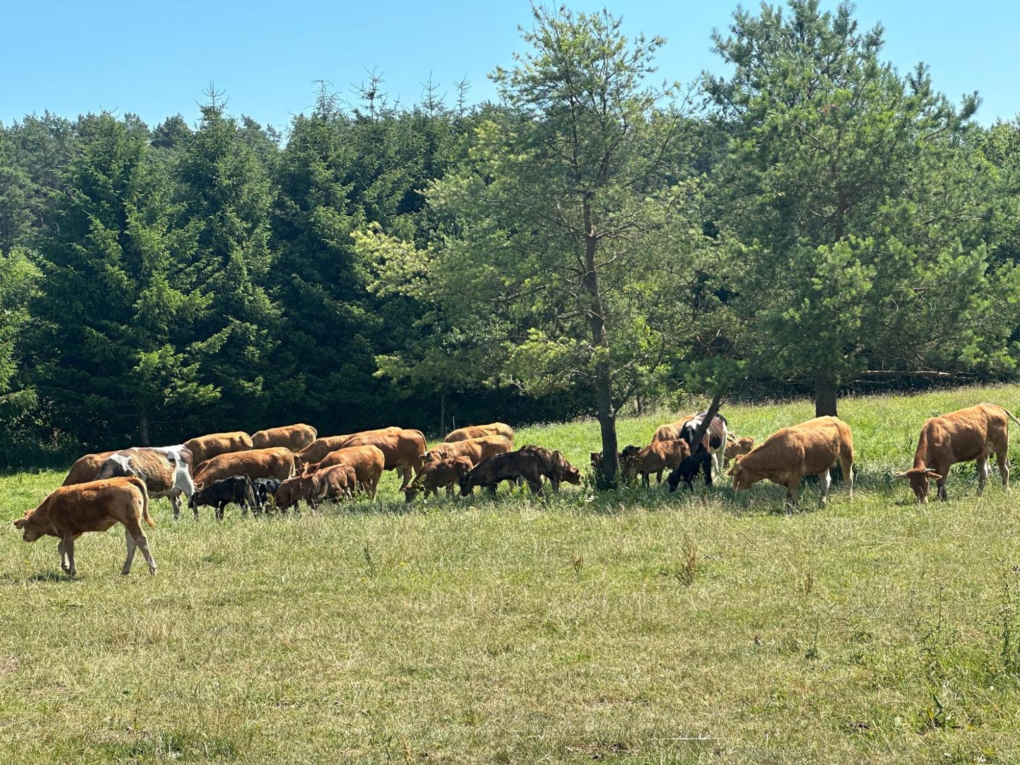 Gizycko-Przerwanki Domki Widok Na Mazury Екстер'єр фото